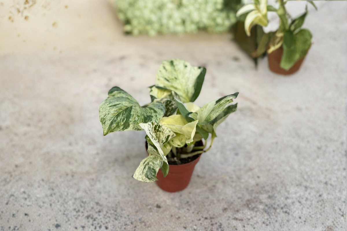 Manjula Pothos Live Plant Cutting, Variegated Epipremnum aureum, 3-Inch Pot, Indoor & Outdoor Climbing Vine