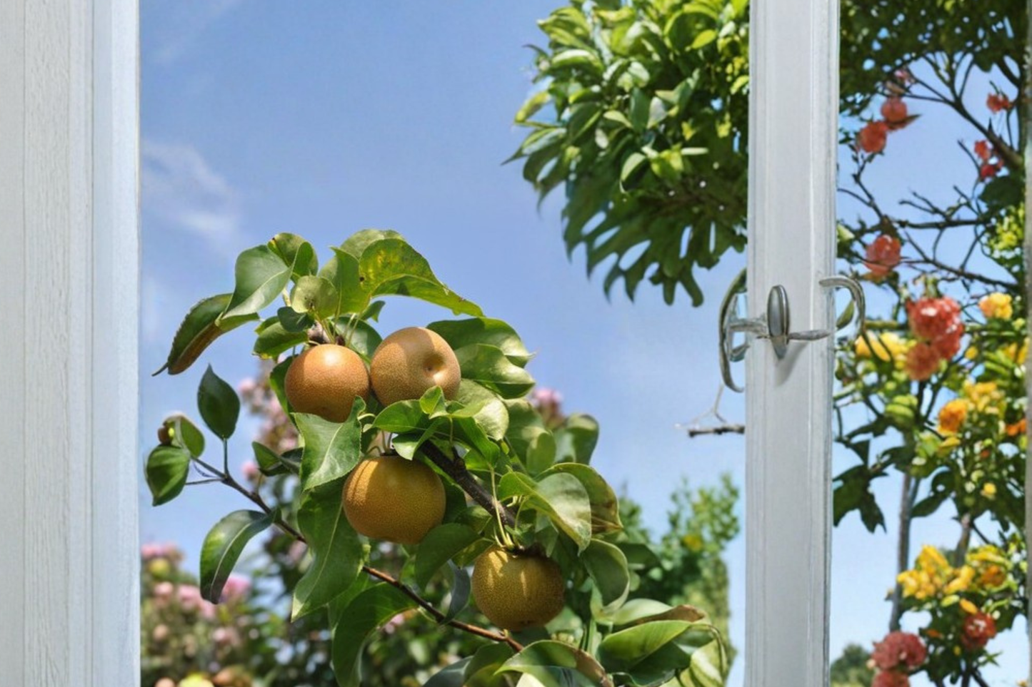 Shinko Asian Pear Tree Live Plant – 4-6 Ft Deciduous Fruit Tree for Garden, Orchard, Pyrus pyrifolia