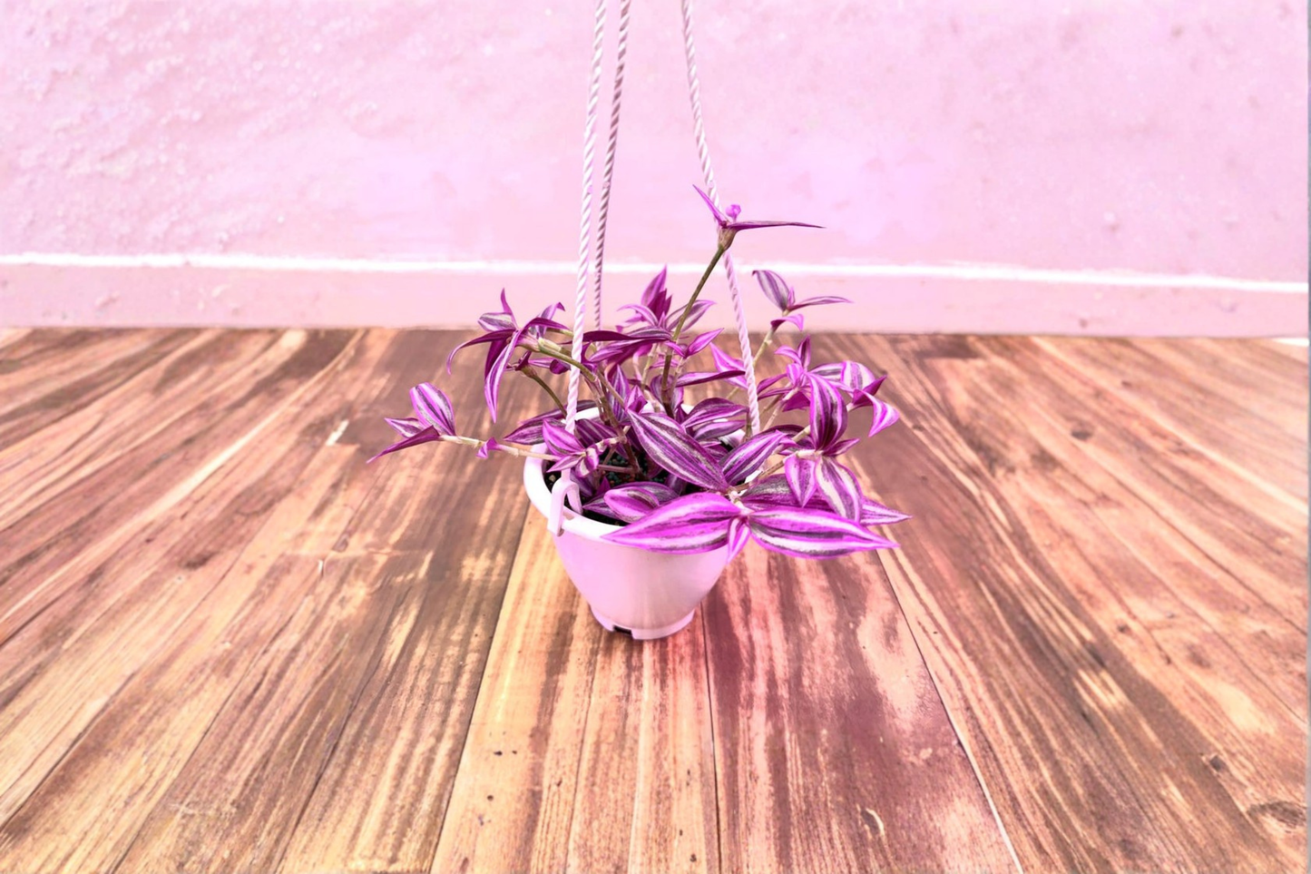 Tradescantia Pink Paradise Live Plant, Tropical Houseplant, Pink Foliage, Trailing Vine, 4.5 Inch Pot