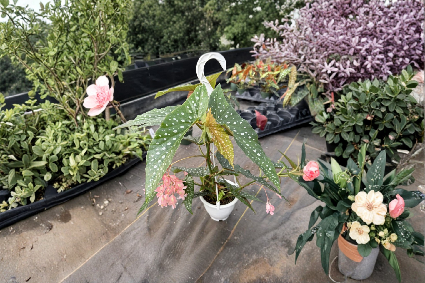 Begonia White Ice Live Plant, Angel Wing Begonia, Hanging Houseplant, Rooted 4.5 Inch Pot, Indoor Tropical Decor, Gift