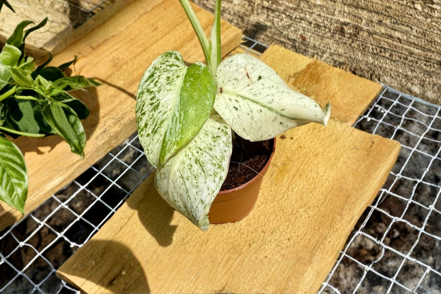 Rare Variegated Monstera Albo Live Plant, 2-Inch Pot, Indoor Tropical Houseplant, White Marbled Foliage, Monstera deliciosa
