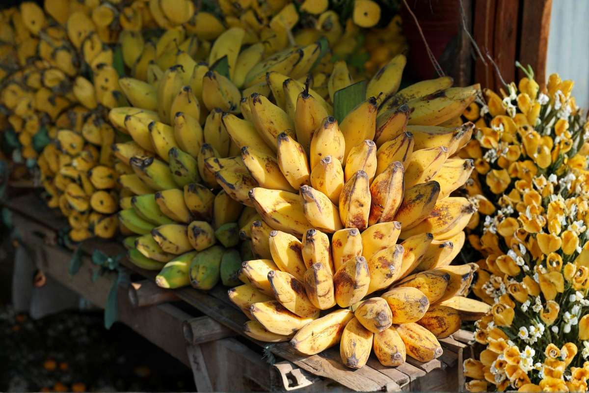 Truly Tiny Musa Banana Live Starter Plant - Compact Dwarf Ornamental Banana 4-12 Inches Tall