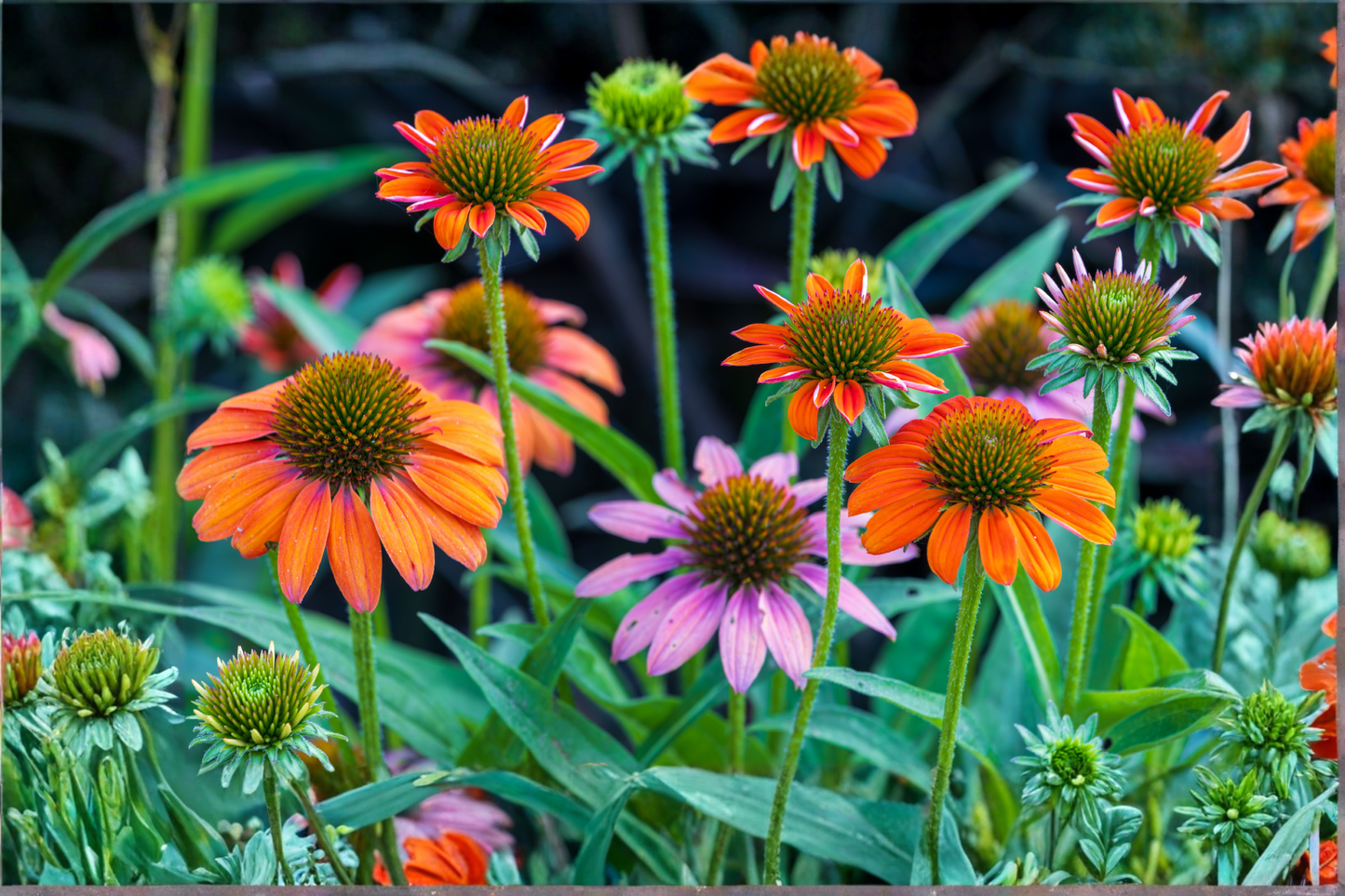 Echinacea 'Cheyenne Spirit' 4 Live Perennial Plugs – Colorful Pollinator-Friendly Coneflower Mix