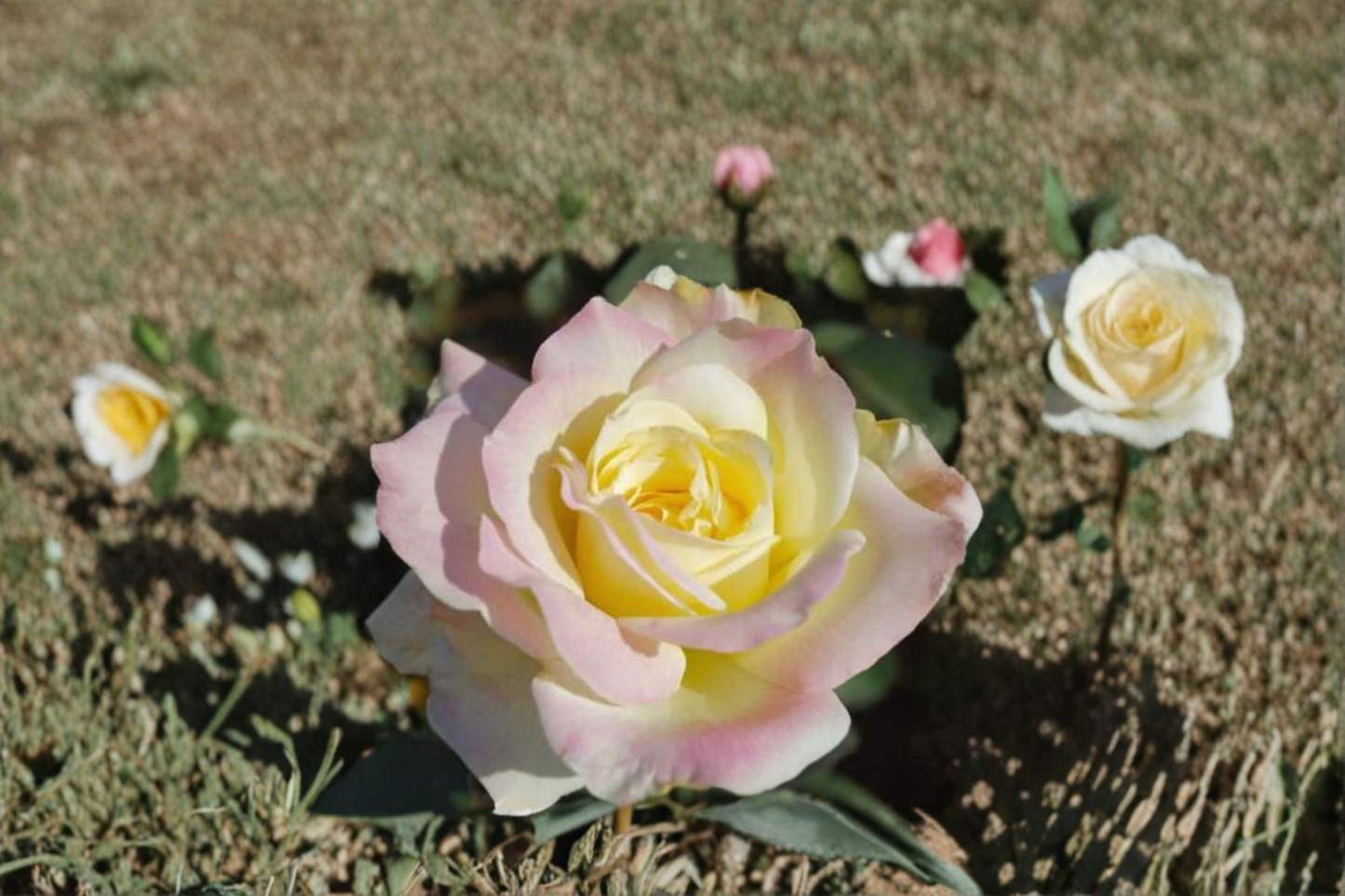 Garden Party Hybrid Tea Rose Live Plant, 1 Gal, Multicolor Blooms, Rosa spp. Flowering Shrub for Outdoor Garden Beds