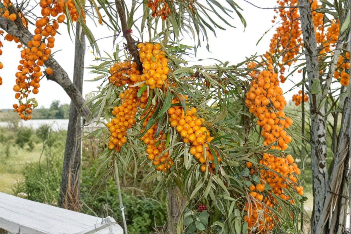 Leikora Sea Berry Plant – 1 Gallon Potted Hippophae rhamnoides Shrub for Edible Gardens & Landscaping