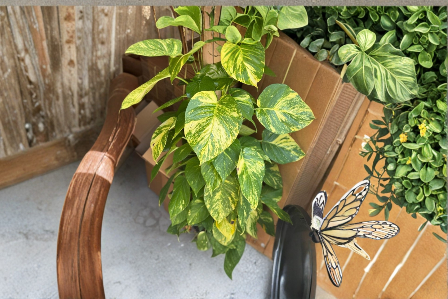Golden Hawaiian Pothos Live Plant – Large Leaf Epipremnum aureum Indoor Tropical Houseplant in 8-Inch Pot
