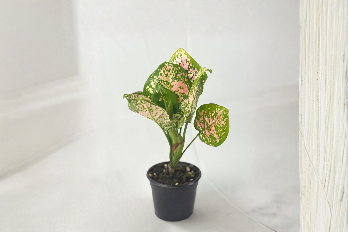 Aglaonema Anyamanee Tricolor Live Plant – Pink, Green & Cream Variegated Indoor Tropical Houseplant