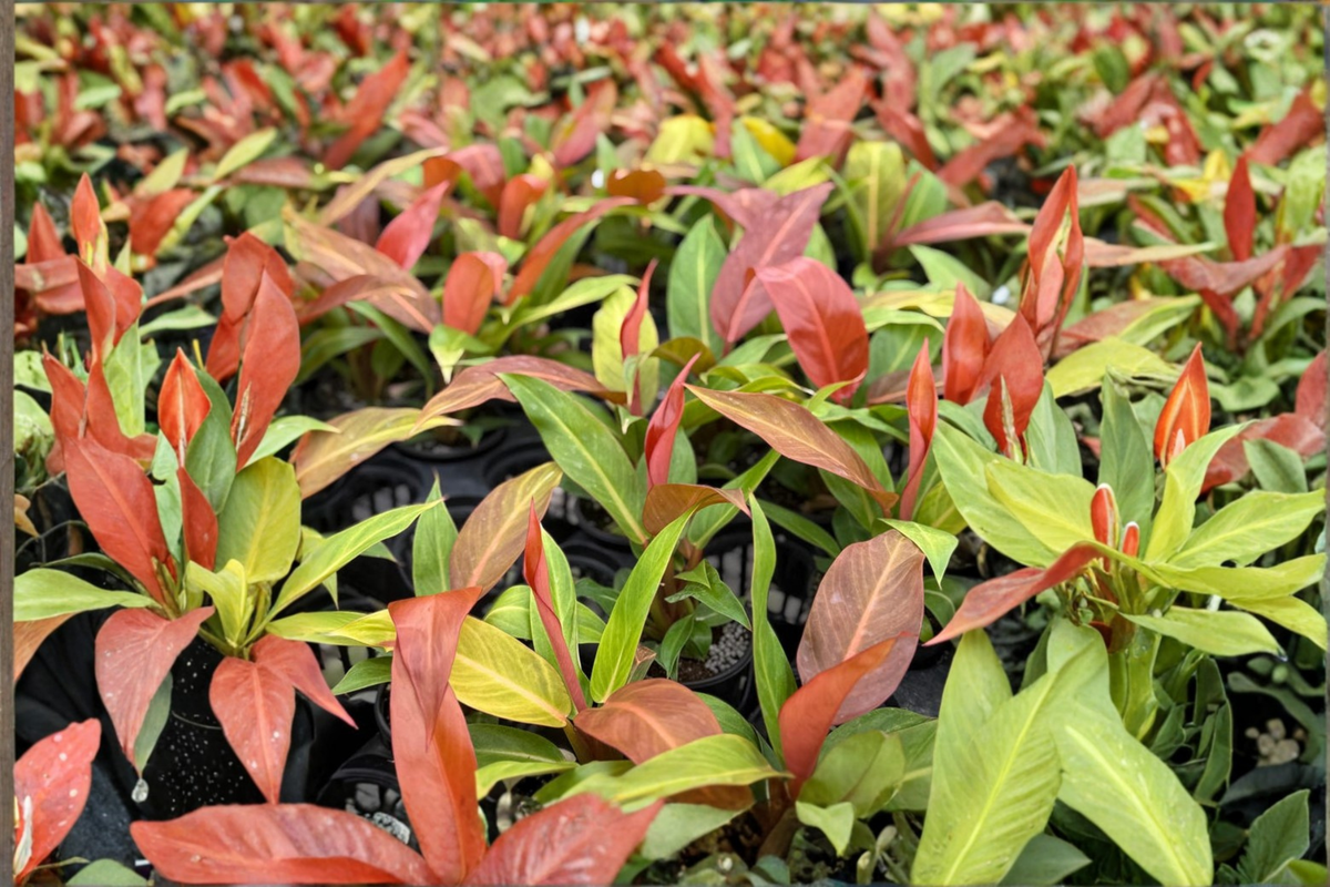 Philodendron Red Sun Live Plant – 3-4 Inch Pot, Colorful Tropical Foliage, Indoor Houseplant, Rare Philodendron Cultivar