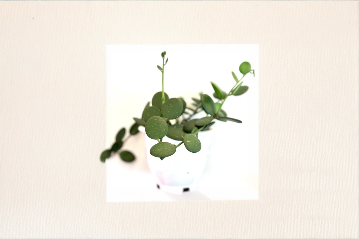 String of Nickels Live Plant, Succulent Vine, Silver Dollar Foliage, Indoor Plant, Xerosicyos danguyi