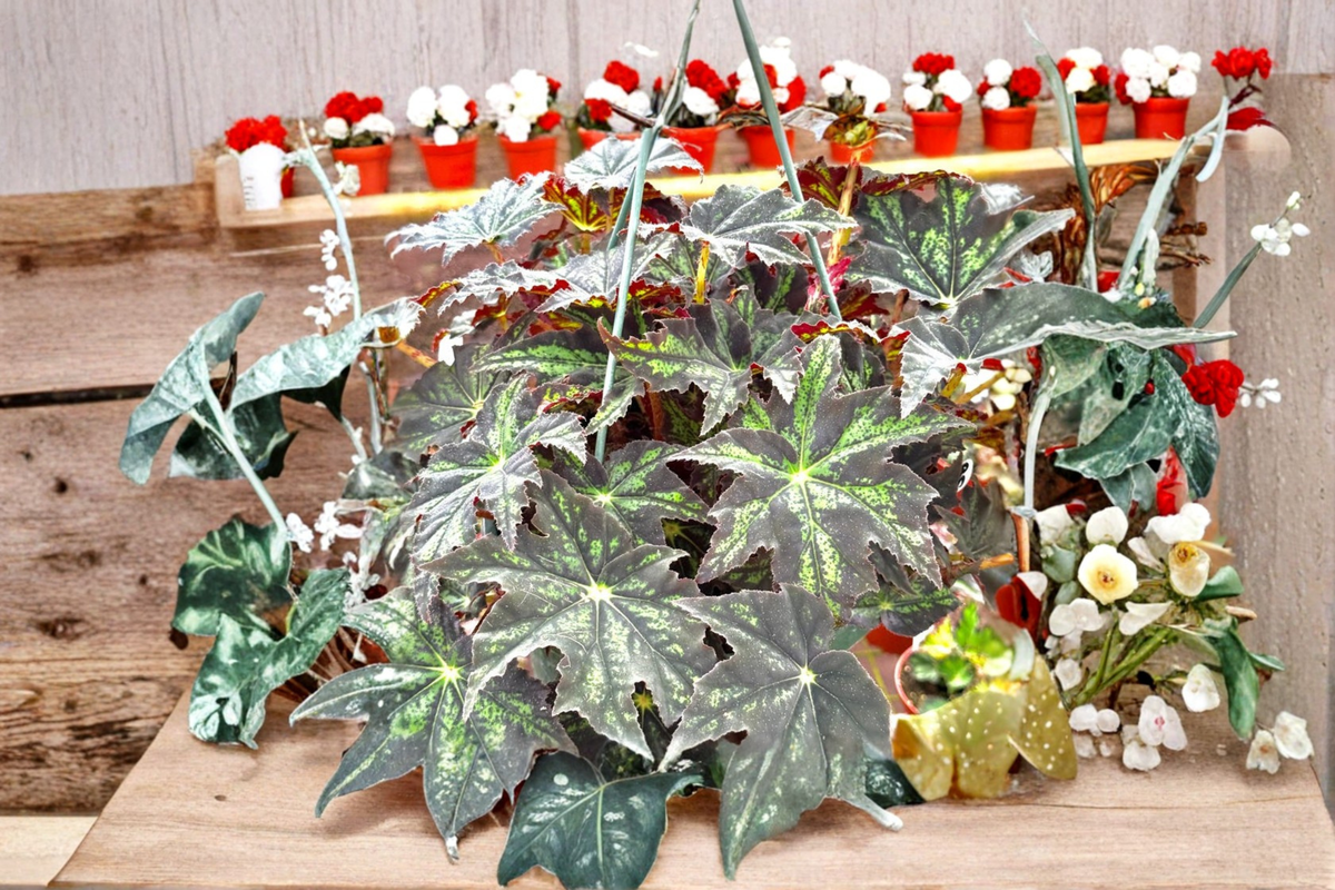 Begonia Rex U578 Live Plant, Variegated Rex Begonia, Blue Foliage, Indoor Houseplant, 4-Inch Pot, Tropical Decorative Plant