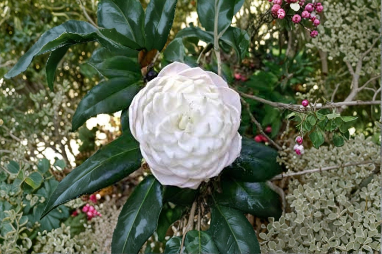 Japanese Camellia ‘Sea Foam’ 3 Gallon – Camellia japonica Evergreen Flowering Shrub with Creamy White Blooms
