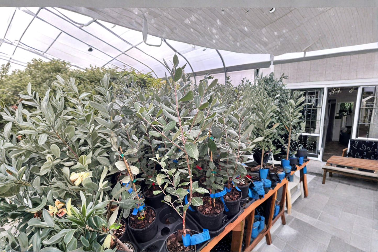 Live Kaiteri Pineapple Guava Plant – 1 Gallon Fruiting Shrub, Evergreen Feijoa, Acca sellowiana for Edible Gardens & Landscape