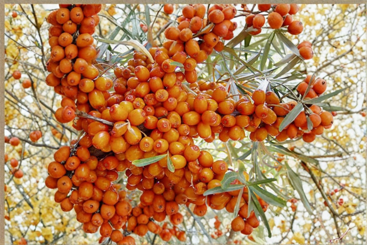 Orange Energy Sea Berry Plant – 1 Gallon Potted Hippophae rhamnoides Shrub for Garden & Landscape