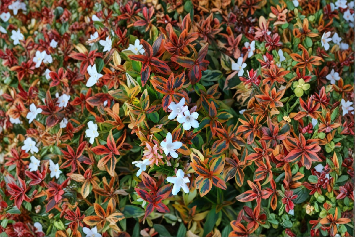 Abelia Kaleidoscope Live Shrub 3 Gallon, Variegated Foliage, Evergreen Hedge Plant, Abelia × grandiflora