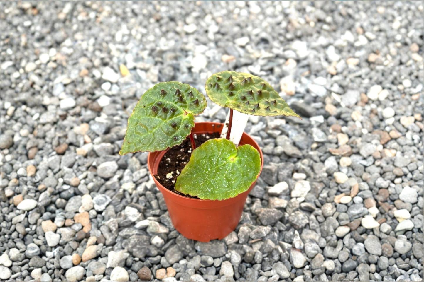 Begonia Ferox Live Plant – Rare Tropical Houseplant with Spiked Foliage, Rooted Indoor Plant, Unique Gift for Collectors and Indoor Decor
