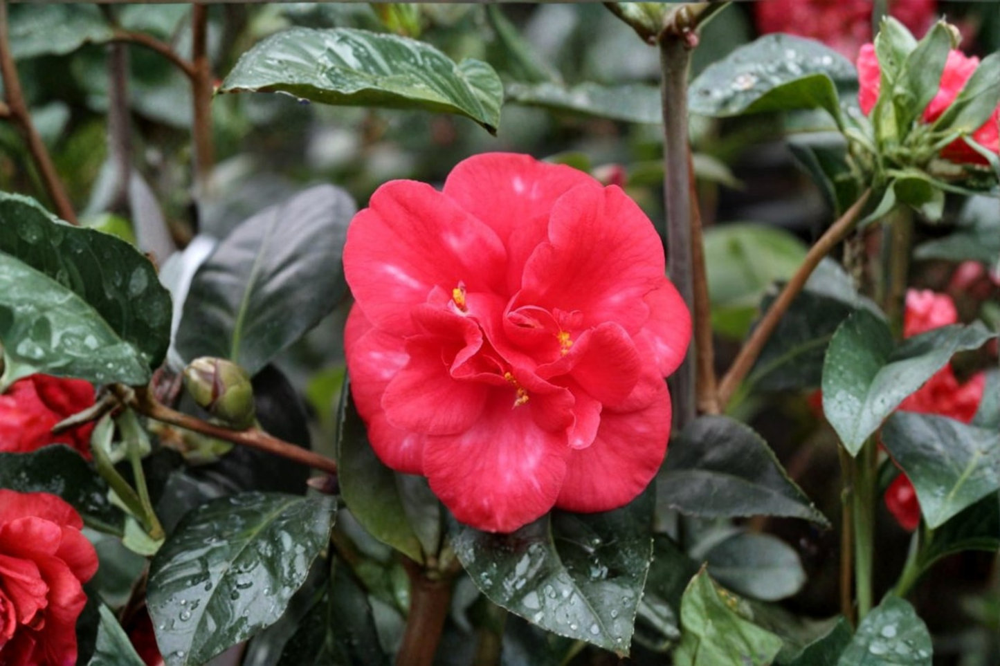 Japanese Camellia â€˜Nagasakiâ€™ 3 Gallon Live Evergreen Shrub with Red Flowers, Camellia japonica