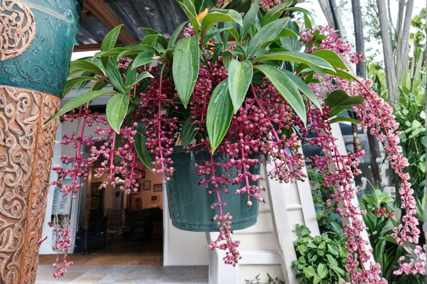 Florinilla Magic Medinilla Live Starter Plant – Well Rooted Tropical Houseplant