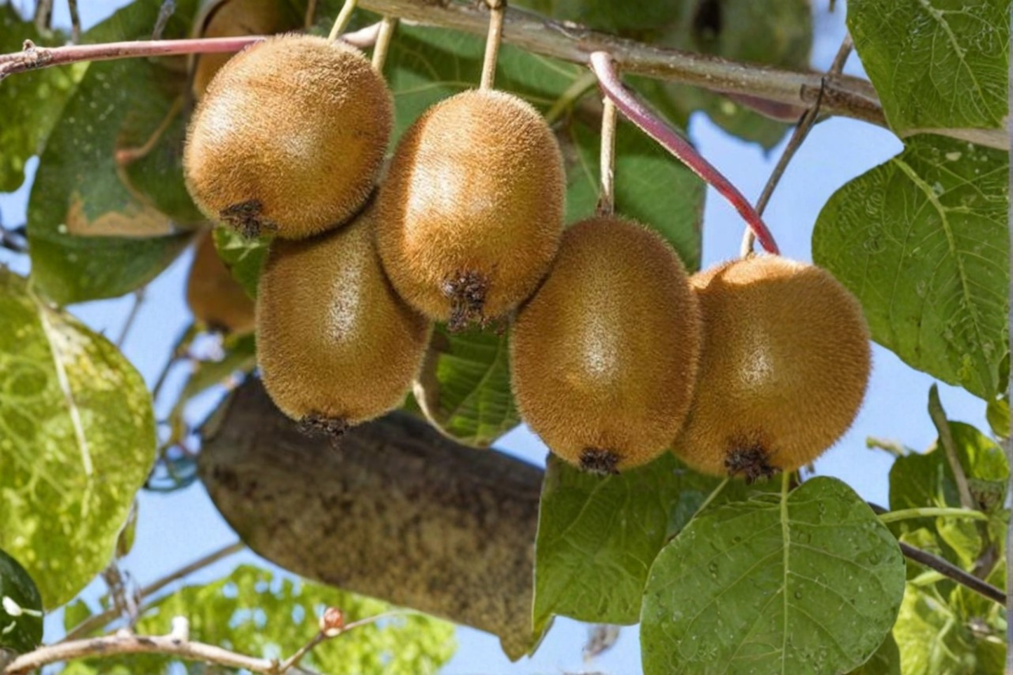Saanichton Fuzzy Kiwi Plant Bundle - Female & Male 1 Gallon Fruiting Vines for Trellis, Fences, Garden Landscape