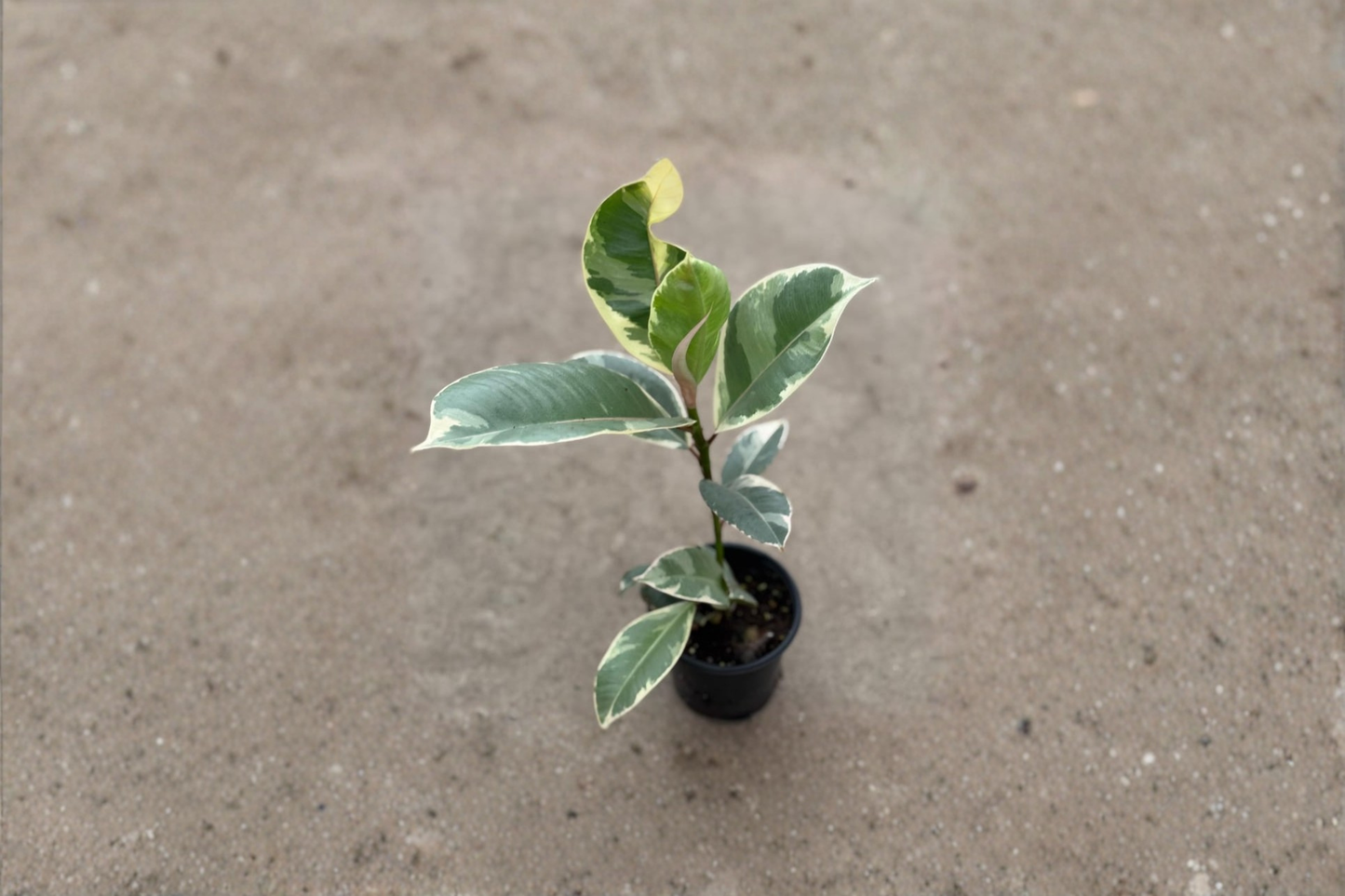 Ficus Tineke Live Plant, Variegated Rubber Plant, 2 Inch Rooted Indoor Tropical Houseplant, Ficus elastica 'Tineke'