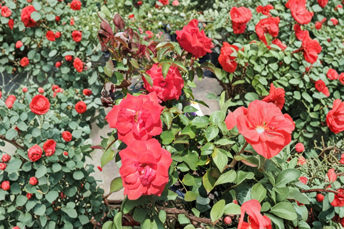 Climbing High Society Rose Live Plant 3 Gal Deep Pink Blooming Climbing Rose Bush for Garden Trellis & Outdoor Landscaping
