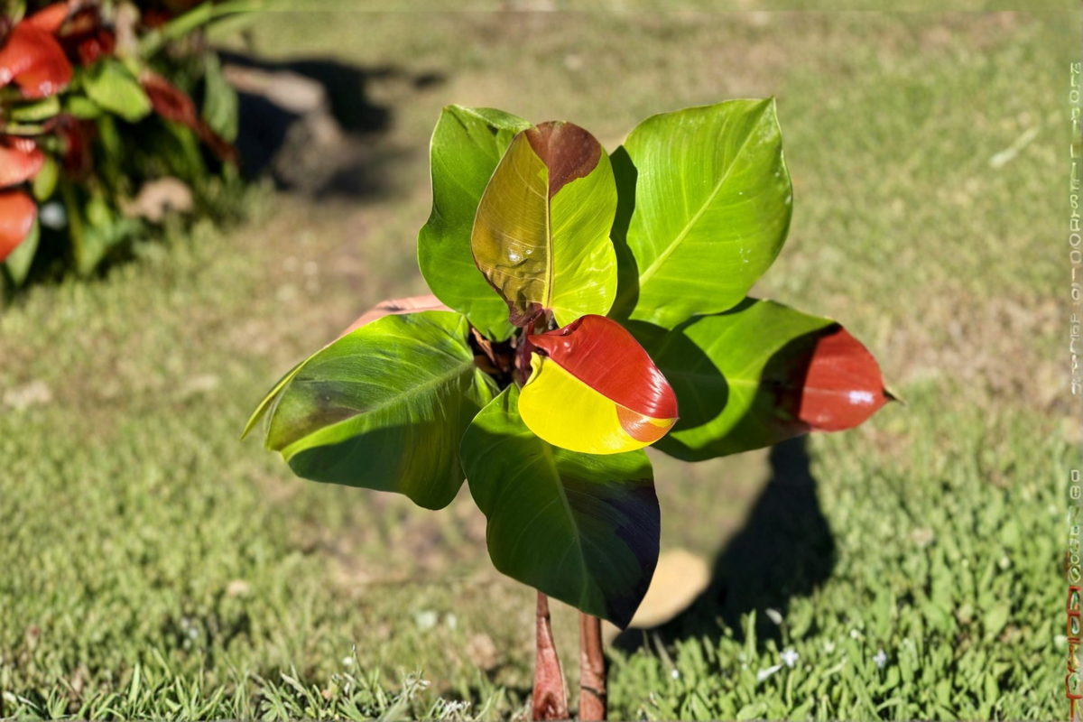 Philodendron Yellow Flame Live Plant – Tropical Indoor Houseplant, Rooted Starter, Bright Green Foliage, Easy Care, Home Decor, Gift