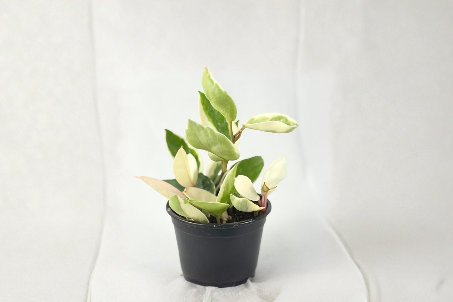 Hoya Carnosa Krimson Queen Live Plant, Variegated Indoor Houseplant, Rooted 2-Inch Trailing Foliage, Tropical Decor