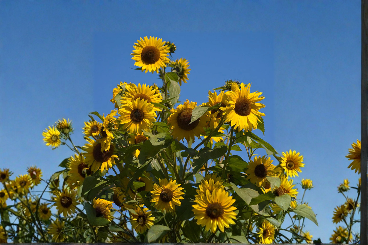 Giant Sunflower Seeds 10 Pack | Tall Ornamental Helianthus annuus for Outdoor Garden & Backyard