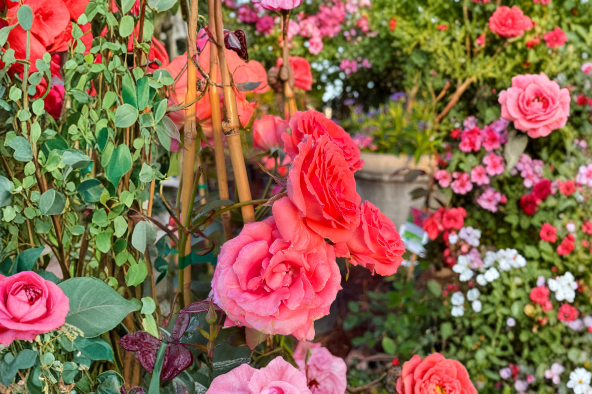 Climbing Rose Bush 5 Gal Salmon Pink Flowering Plant for Garden Trellis Outdoor Landscape Rosa spp.
