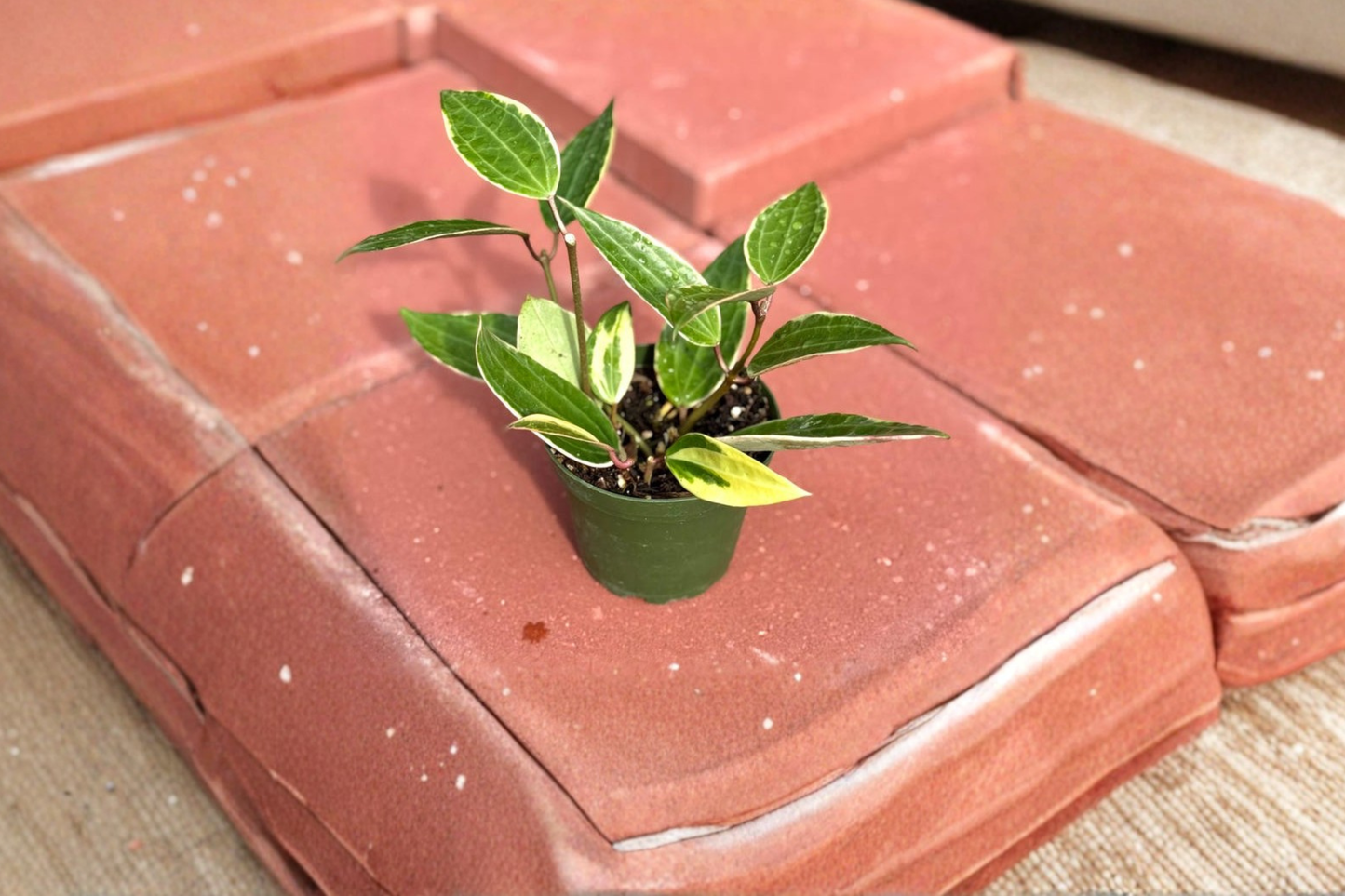 Variegated Hoya Macrophylla Live Plant – 4 Inch Rooted Tropical Houseplant for Indoor Decor & Gift