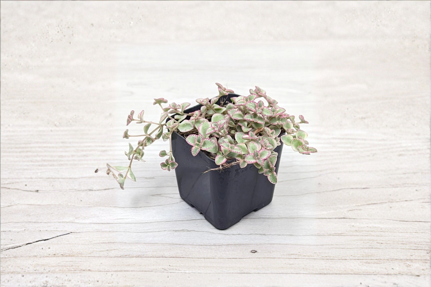Little Missy Variegated Sedum Live Succulent Plant in 2 Inch Pot