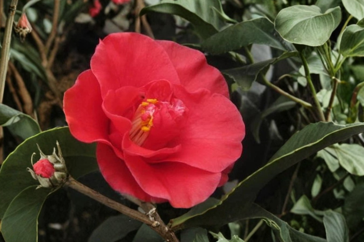 Japanese Camellia 'Greensboro Red' 3 Gallon – Camellia japonica Evergreen Flowering Shrub with Red Blooms