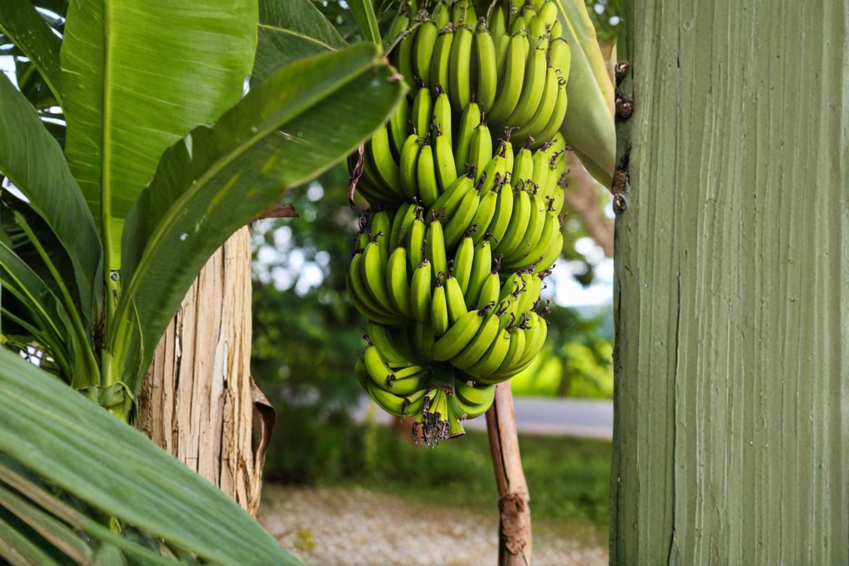 Dwarf Cavendish Banana Tree Live Plant – Tropical Musa acuminata, Compact 2ft Green Foliage, Patio & Garden Plant