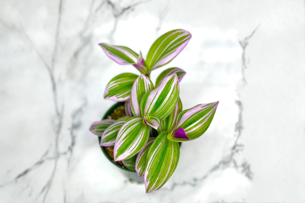 Tradescantia Nanouk Live Plant, 3-Inch Pot, Pink Purple Green Foliage, Indoor Houseplant, Trailing, Easy Care