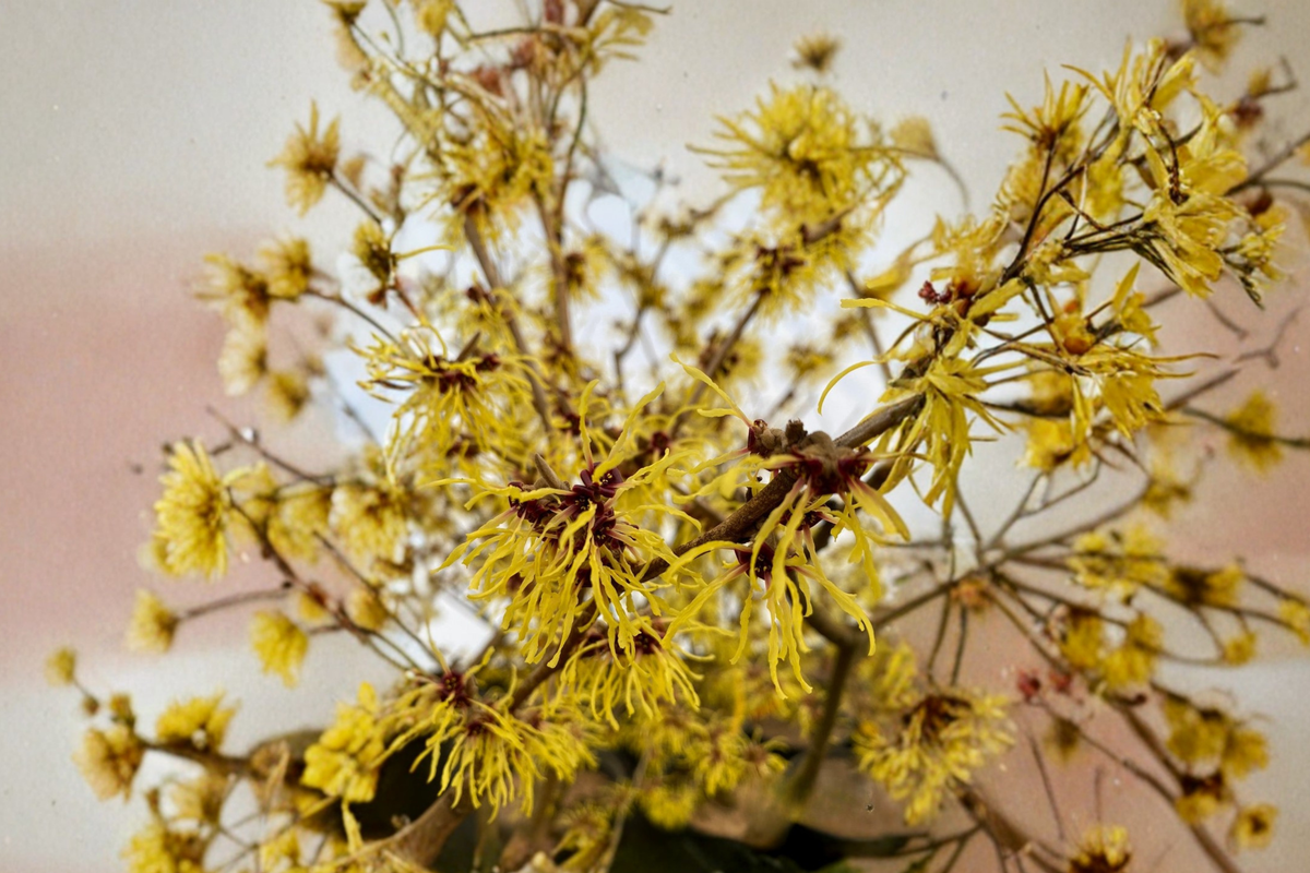 Andrea Witch Hazel Bare Root Plant – Hamamelis intermedia Winter Flowering Shrub, 18 Inches Tall