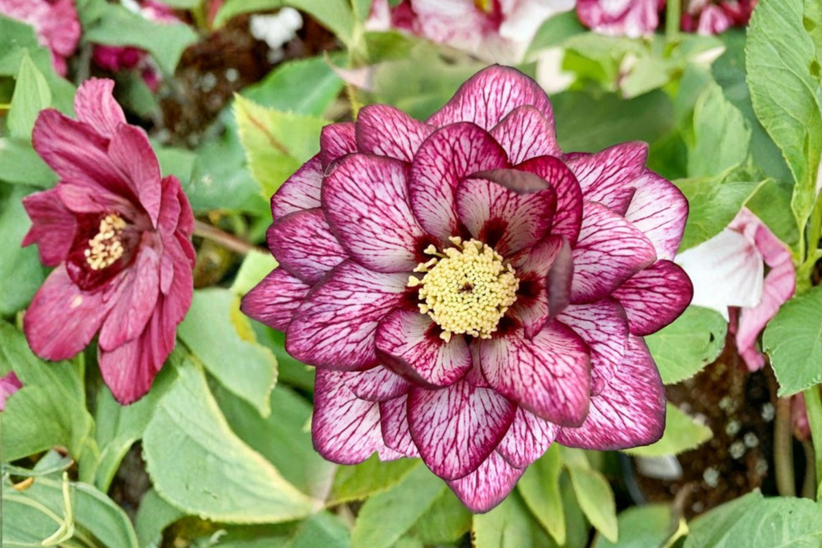Hellebore ‘Whirlwind Romance’ Gal Size Perennial with Pink Double Blooms, Helleborus x hybridus, Shade Garden Plant