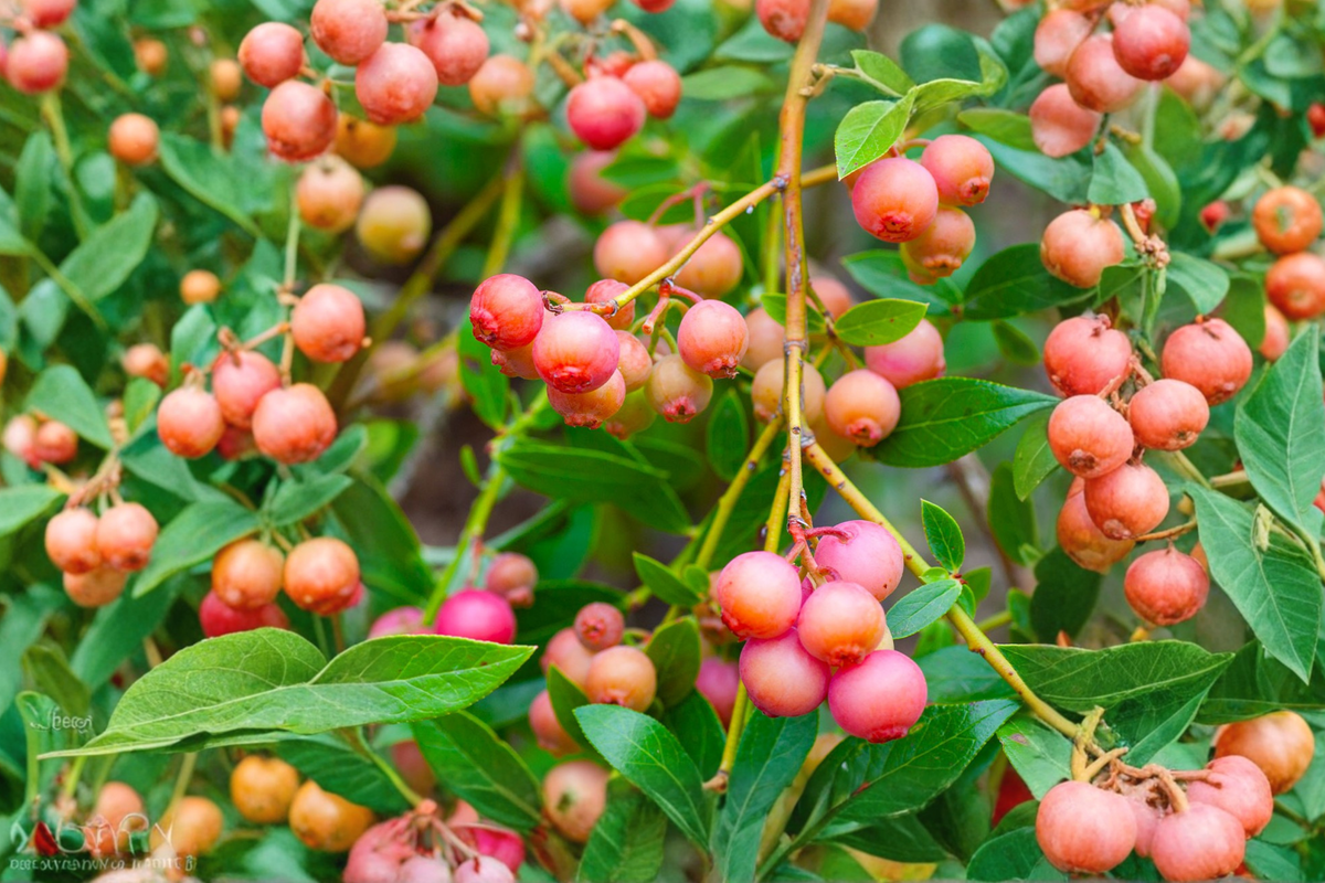 Pink Lemonade Blueberry Seeds – Compact Vaccinium hybrid for Indoor & Outdoor Container Gardening