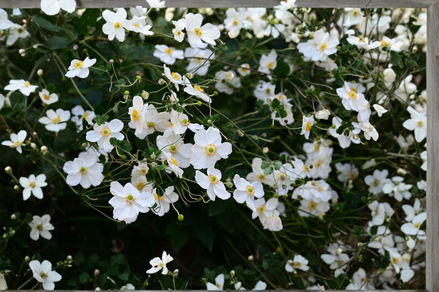 Honorine Jobert Anemone Live Plants – 3 Rooted Perennial Garden Flowers in 1 Qt Pots, White Windflower, Late Season Blooming, Hardy, Anemone × hybrida