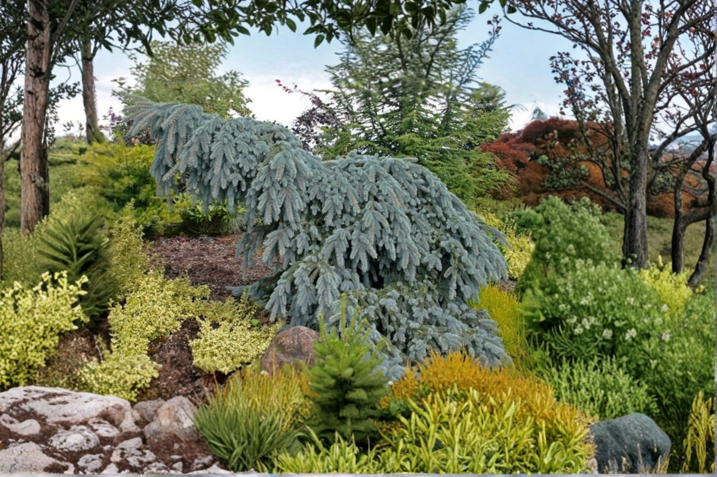 Colorado Blue Spruce Live Plant – 10 Inch Weeping Picea pungens Evergreen for Garden & Landscape
