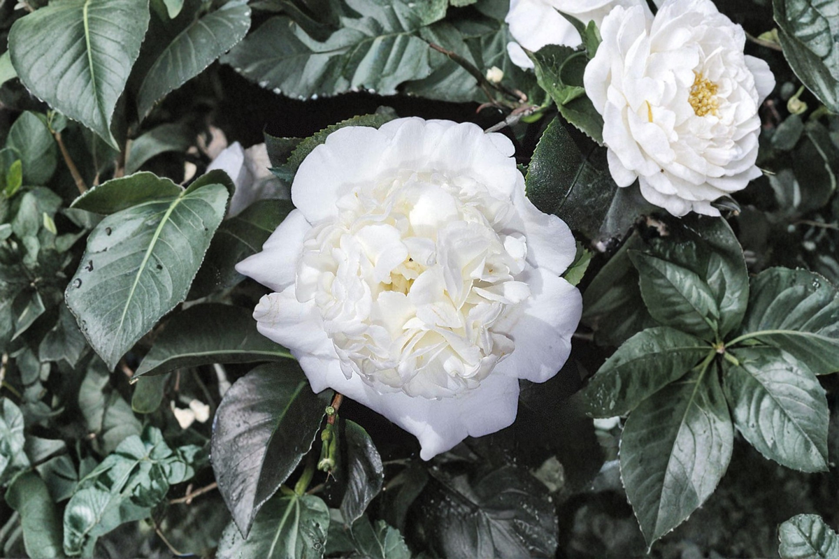 Japanese Camellia ‘Fifth Avenue’ 3 Gallon – Pink White Evergreen Flowering Shrub Camellia japonica