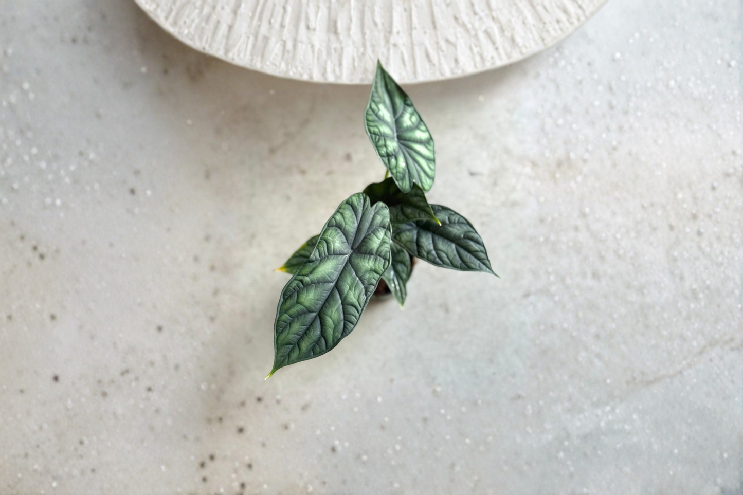 Alocasia Dragon Scale Live Plant, 4-Inch Pot, Tropical Houseplant, Rare Green Foliage, Indoor Decorative Plant, Alocasia baginda