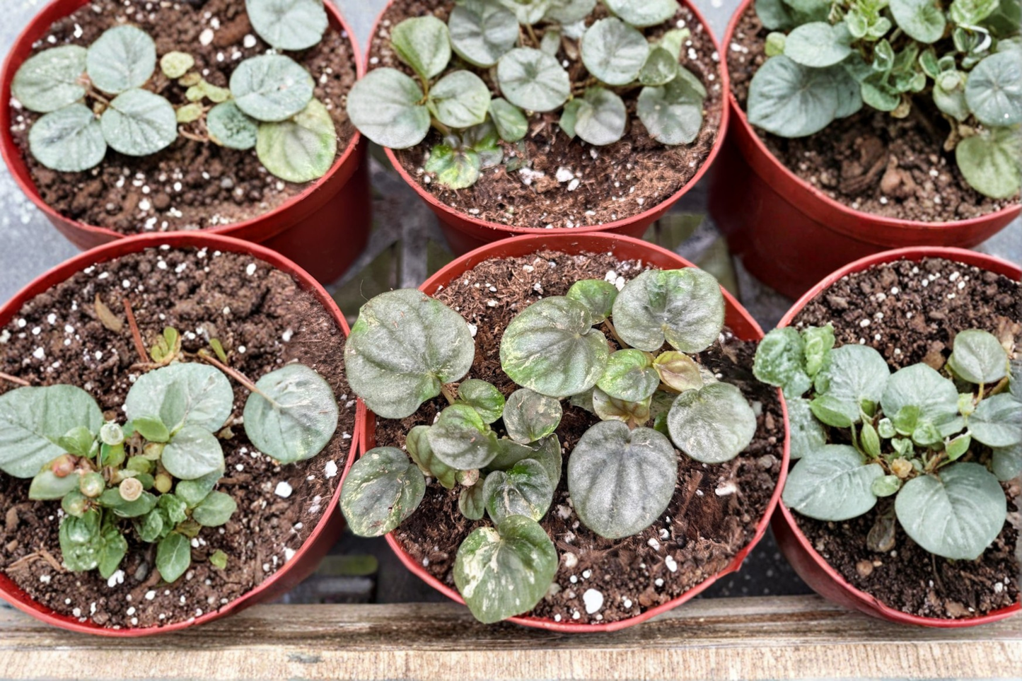 Peperomia Pink Lady Live Plant, Variegated Tropical Houseplant, 4-Inch Starter, Indoor Decor, Rare Indoor Plant