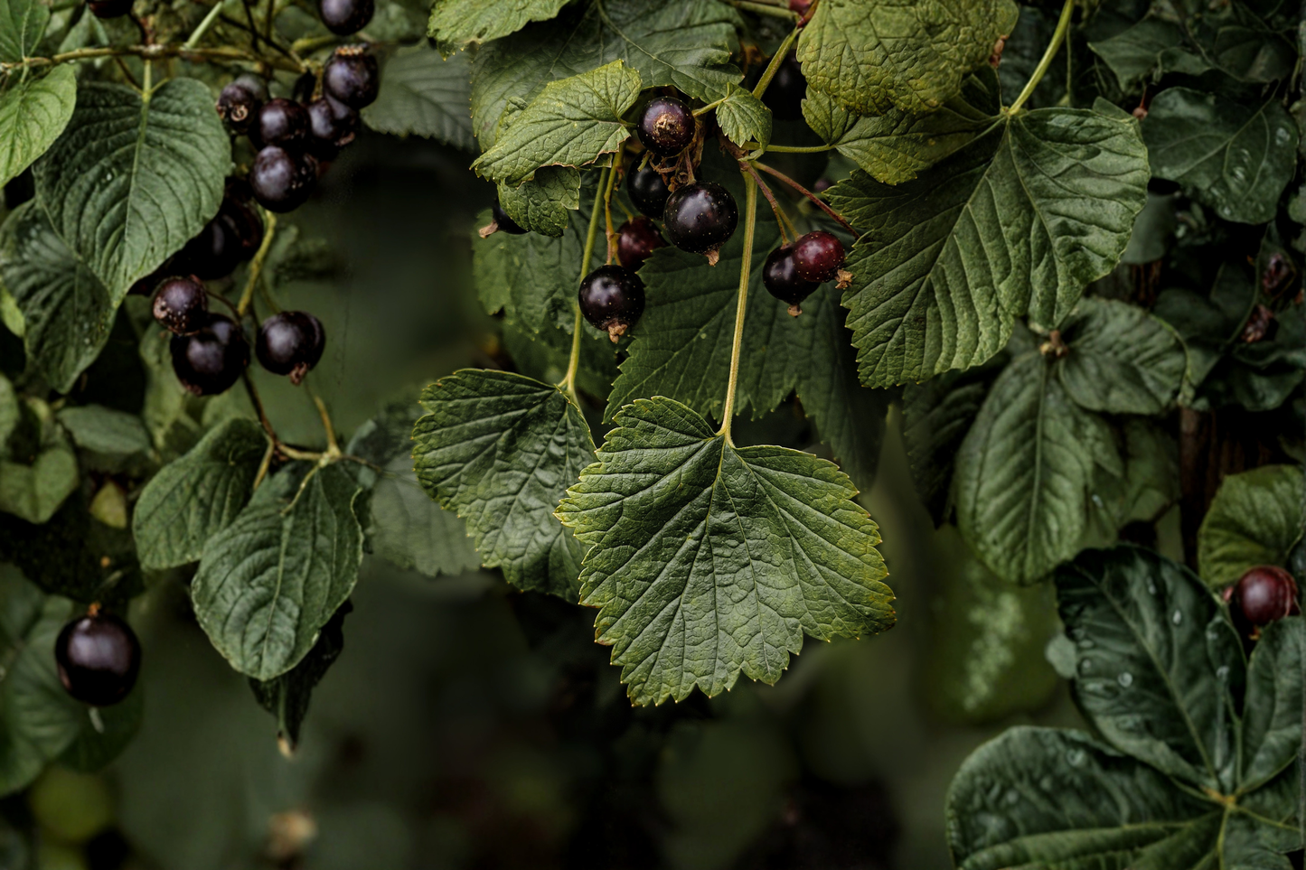 American Black Currant Live Rooted Starter Plant – Edible Native Shrub Ribes americanum
