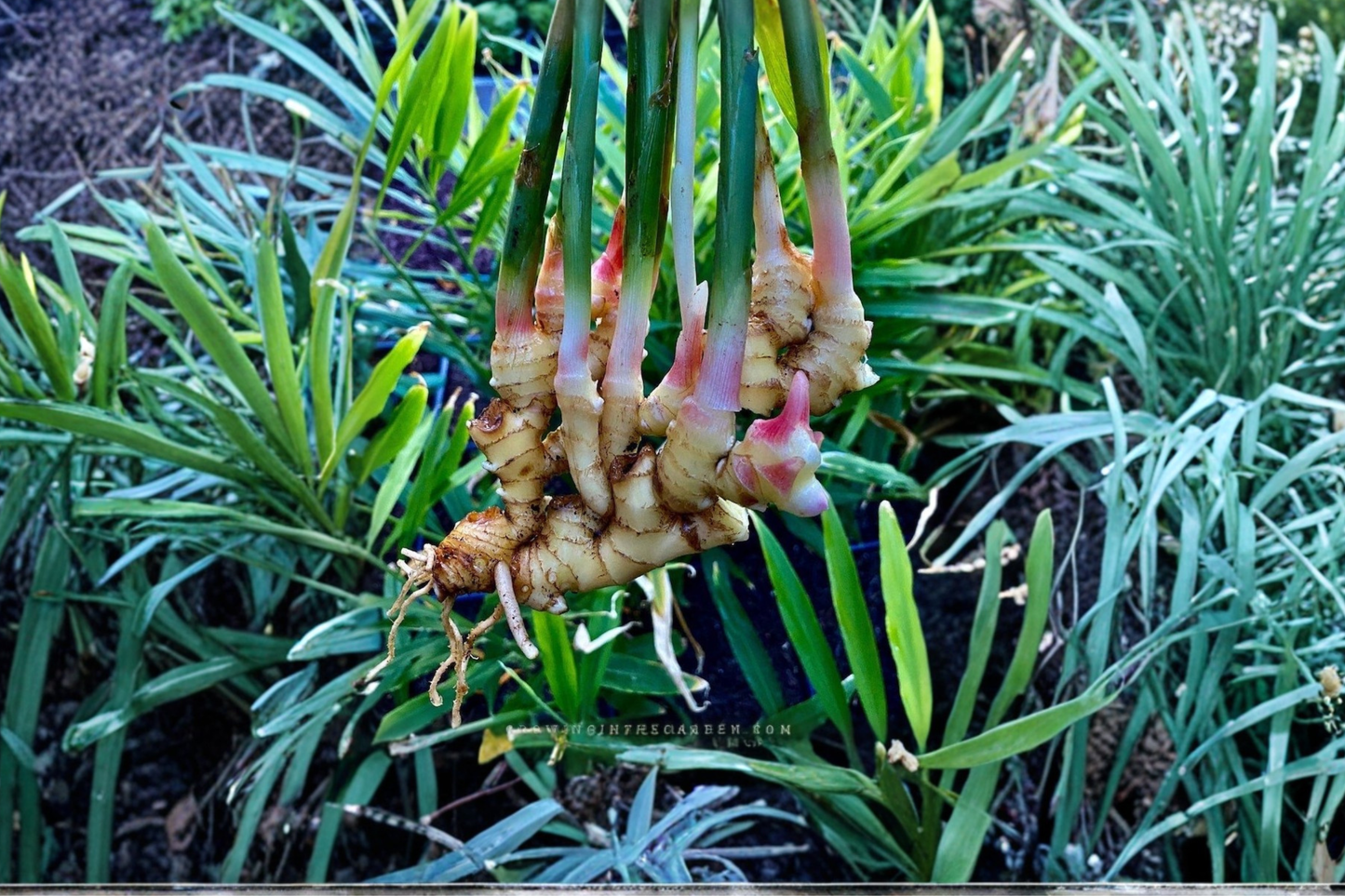 Live Thai Galangal Ginger Plant Set – 2 Plants in Pot, Alpinia galanga, Culinary Herb, Tropical Garden, No Shipping to California