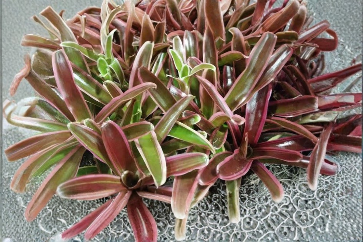 Neoregelia 'Fireball' Bromeliad Live Pup Bare Root - Compact Tropical Houseplant