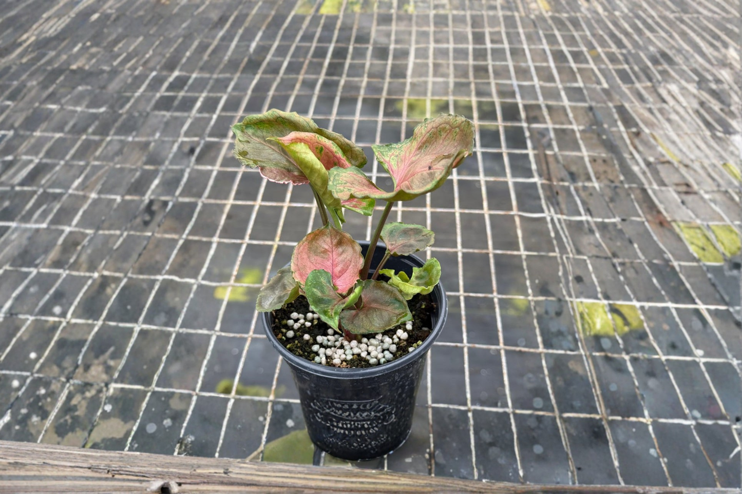 Syngonium Strawberry Ice Live Plant – Rare Variegated Arrowhead Tropical Indoor Houseplant, Rooted Starter Plant