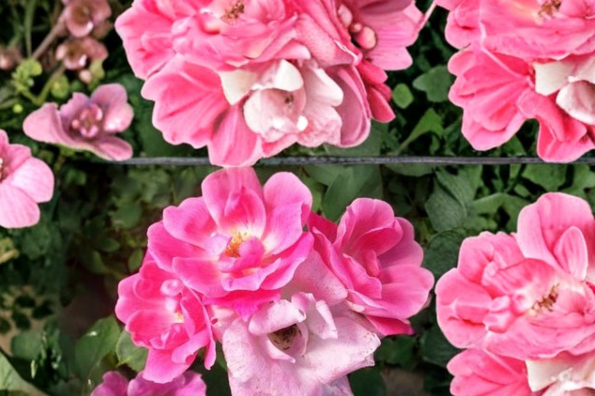 Pink Knock Out Rose Bush 3 Gal Live Plant Medium Pink Flowering Shrub Rosa spp. Outdoor Garden Landscape