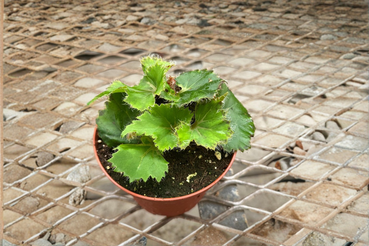 Begonia Oliver Twist Live Plant, Rex Begonia Variegated Indoor Tropical Houseplant in 4 Inch Pot