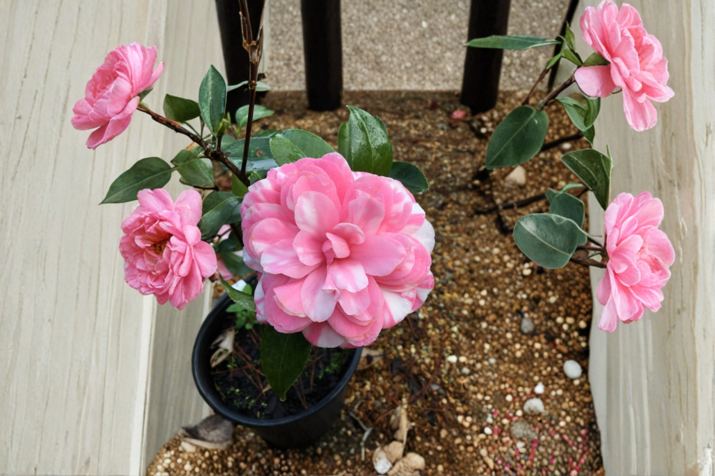 Japanese Camellia ‘Fran Mathis’ 1 Gallon Live Plant – Pink Evergreen Flowering Shrub for Shade Gardens, Camellia japonica