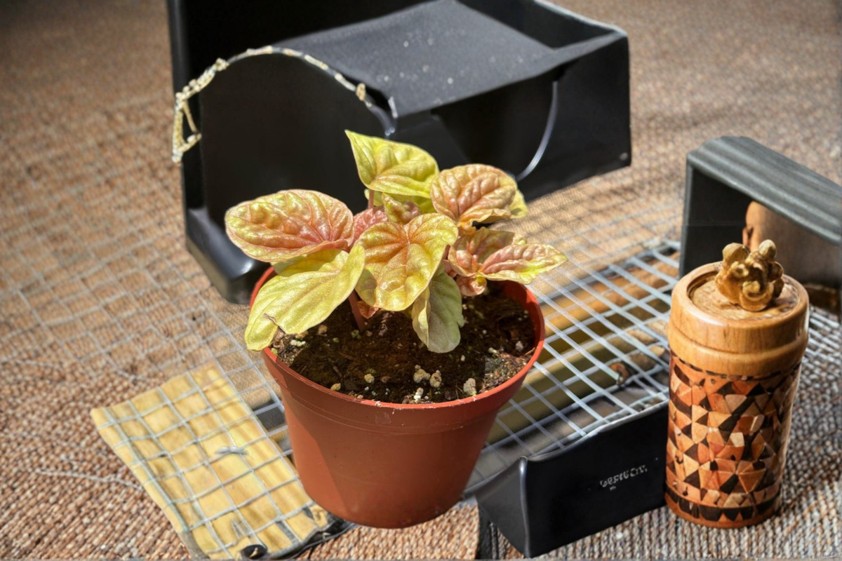 Peperomia Quito Live Plant, 3-Inch Pot, Red and Bronze Tropical Houseplant, Pet Friendly, Indoor Gift, Beginner-Friendly