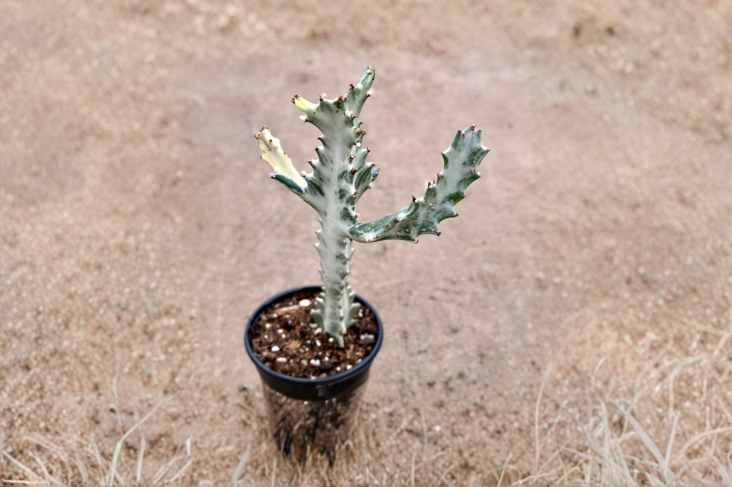 Euphorbia Trigona Ghost Live Plant – White-Green Succulent in 4-Inch Pot, Indoor Houseplant, Low Maintenance, Architectural Succulent